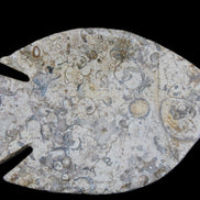 Fossil Stone hand-carved Fish platter 147*103*20mm 395g in sunlight - Rocks and Things Store