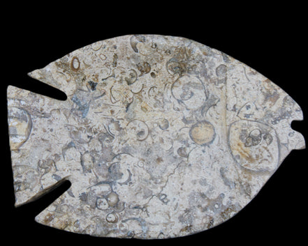 Fossil Stone hand-carved Fish platter 147*103*20mm 395g in sunlight - Rocks and Things Store