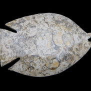 Fossil Stone hand-carved Fish platter 147*103*20mm 395g in sunlight - Rocks and Things Store