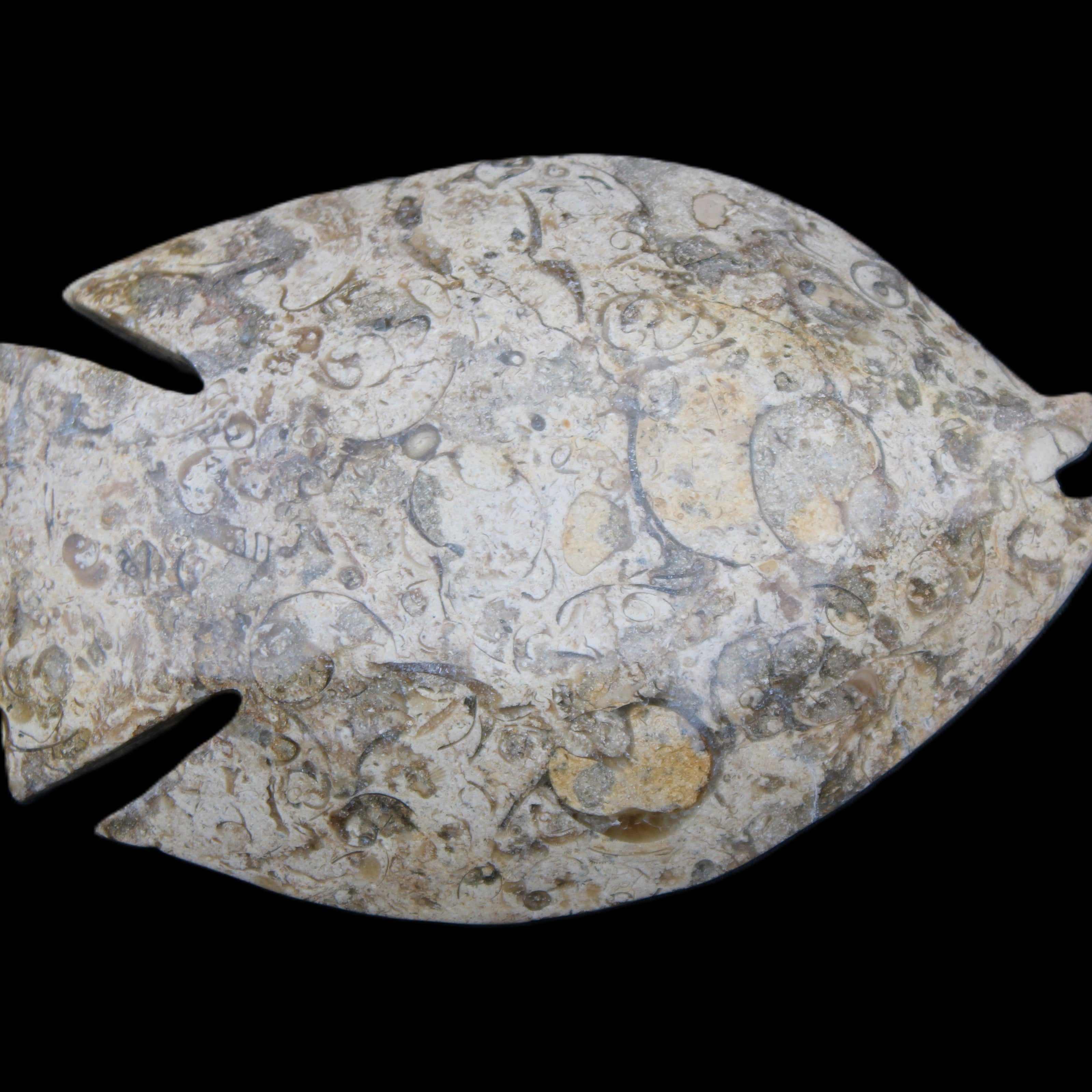 Fossil Stone hand-carved Fish platter 147*103*20mm 395g in sunlight - Rocks and Things Store