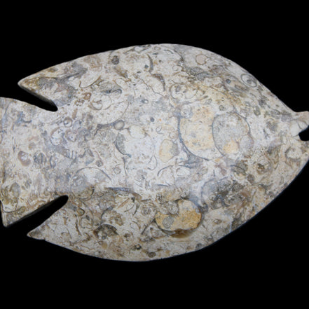 Fossil Stone hand-carved Fish platter 147*103*20mm 395g in sunlight - Rocks and Things Store