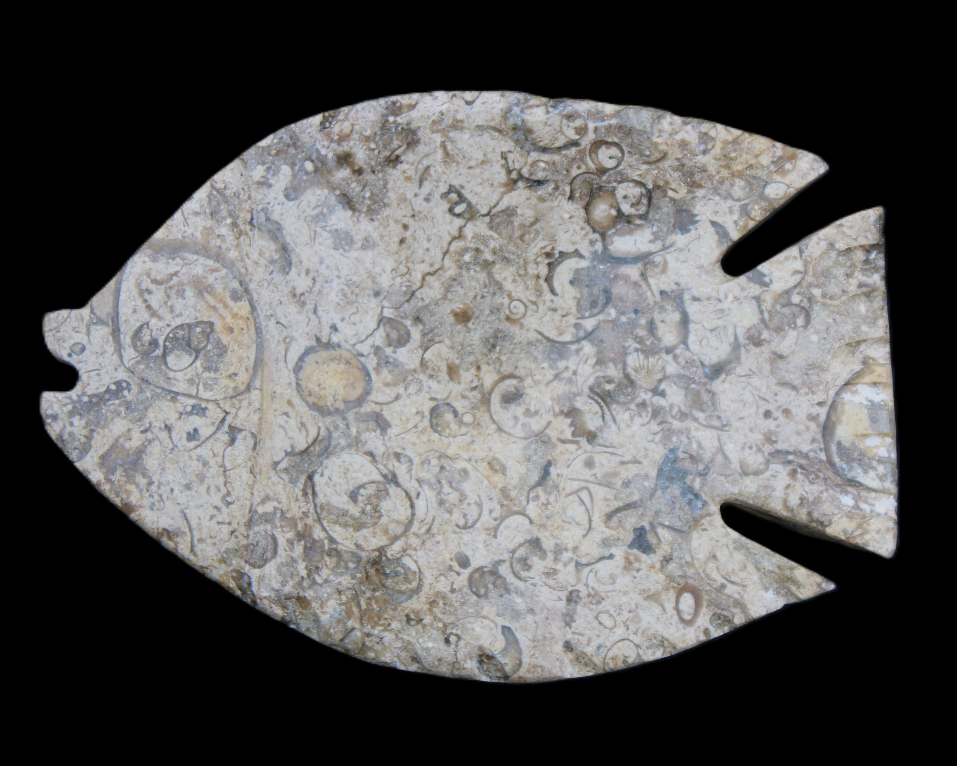 Fossil Stone hand-carved Fish platter 147*103*20mm 395g in sunlight - Rocks and Things Store