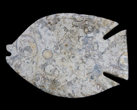 Fossil Stone hand-carved Fish platter 147*103*20mm 395g in sunlight - Rocks and Things Store