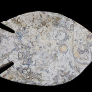 Fossil Stone hand-carved Fish platter 147*103*20mm 395g in sunlight - Rocks and Things Store