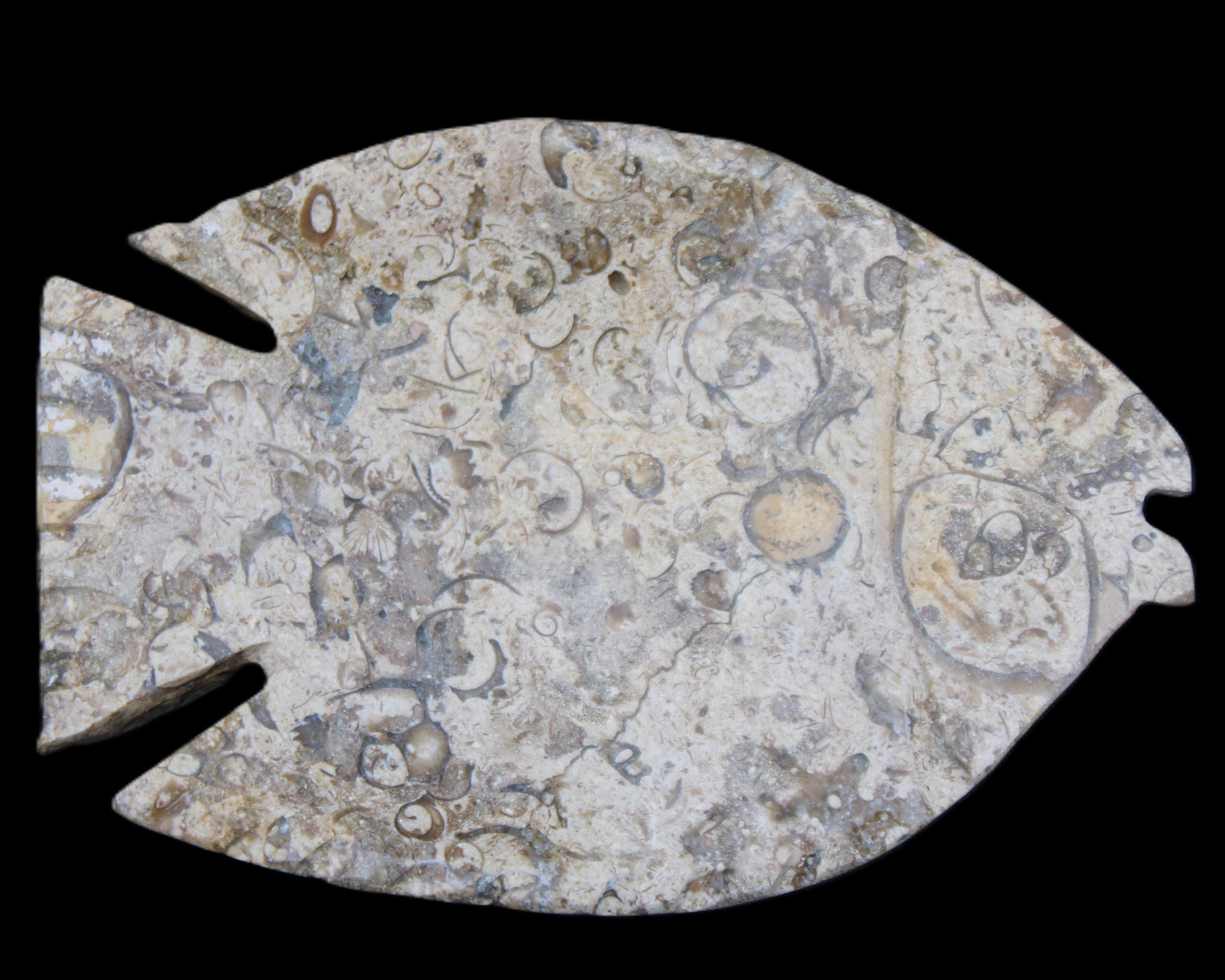 Fossil Stone hand-carved Fish platter 147*103*20mm 395g in sunlight - Rocks and Things Store