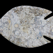 Fossil Stone hand-carved Fish platter 147*103*20mm 395g in sunlight - Rocks and Things Store