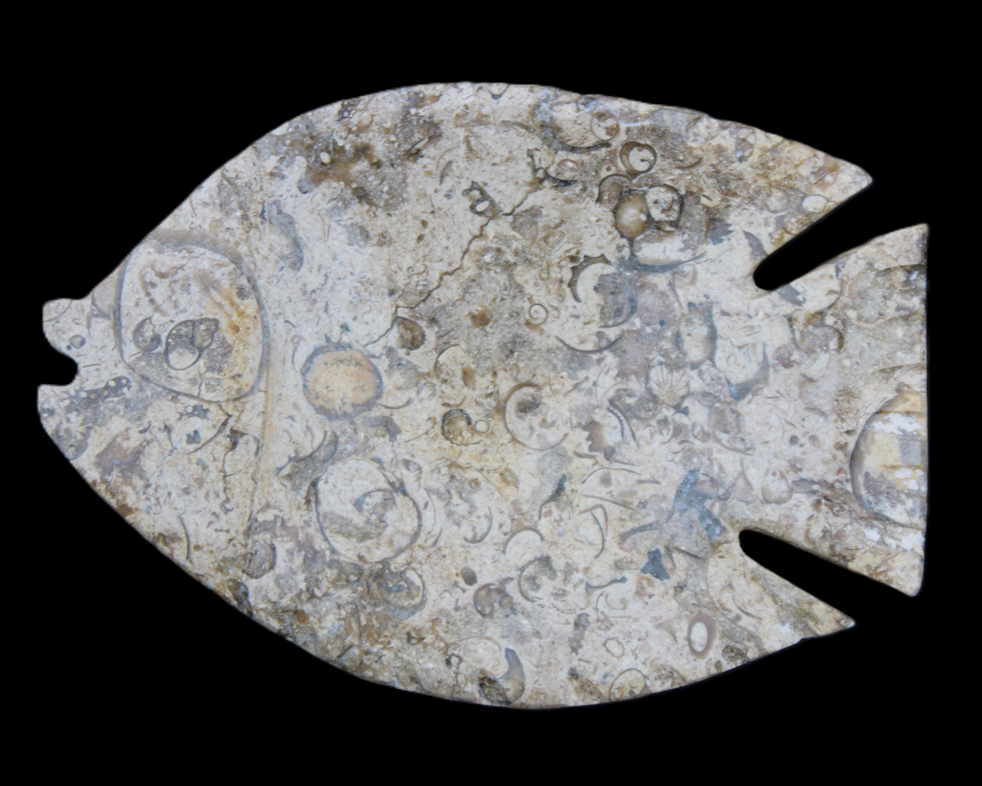 Fossil Stone hand-carved Fish platter 147*103*20mm 395g in sunlight - Rocks and Things Store