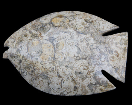 Fossil Stone hand-carved Fish platter 147*103*20mm 395g in sunlight - Rocks and Things Store