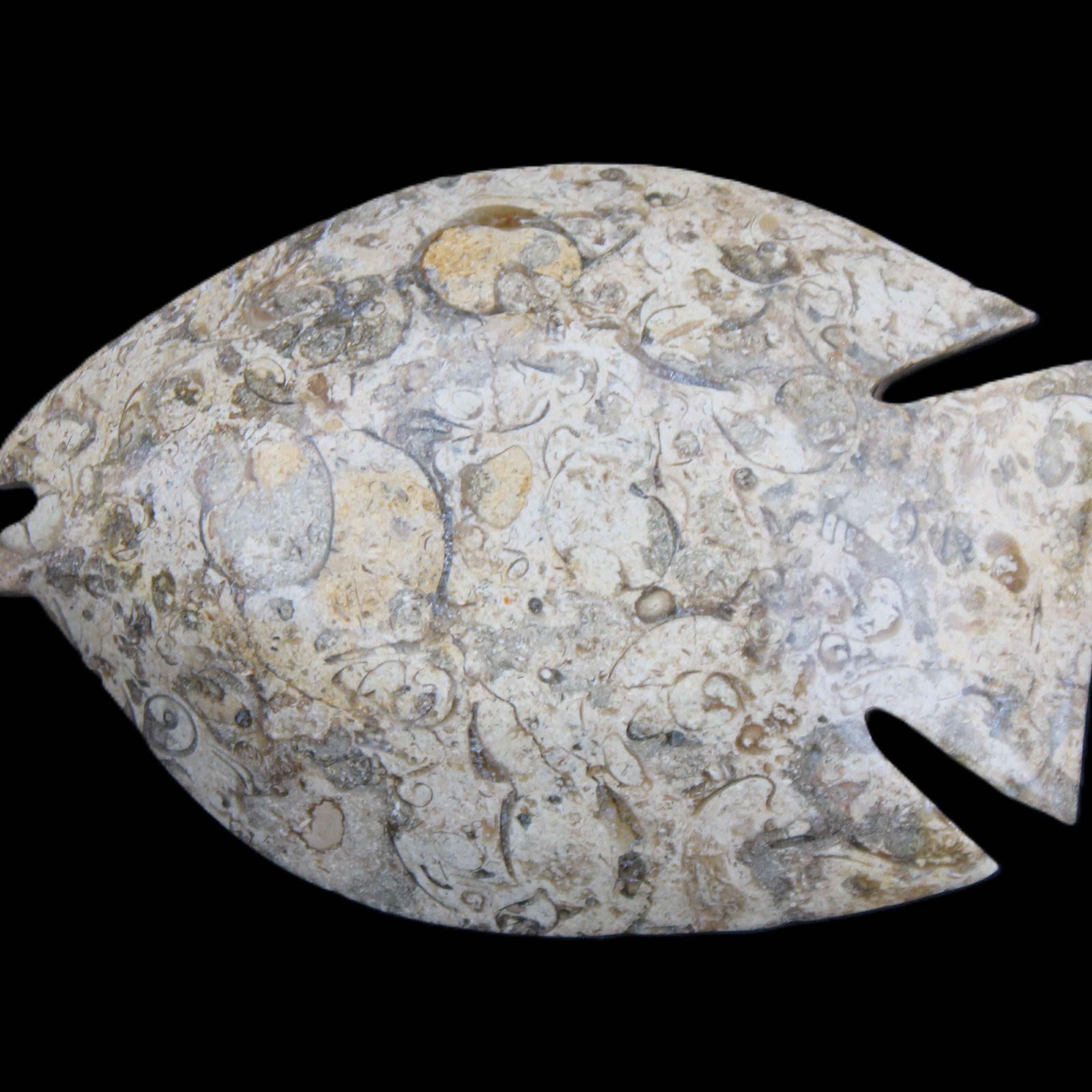 Fossil Stone hand-carved Fish platter 147*103*20mm 395g in sunlight - Rocks and Things Store