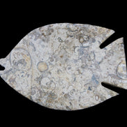 Fossil Stone hand-carved Fish platter 147*103*20mm 395g in sunlight - Rocks and Things Store