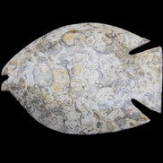 Fossil Stone hand-carved Fish platter 147*103*20mm 395g in sunlight - Rocks and Things Store