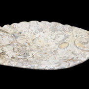 Fossil Stone hand-carved Fish platter 147*103*20mm 395g in sunlight - Rocks and Things Store