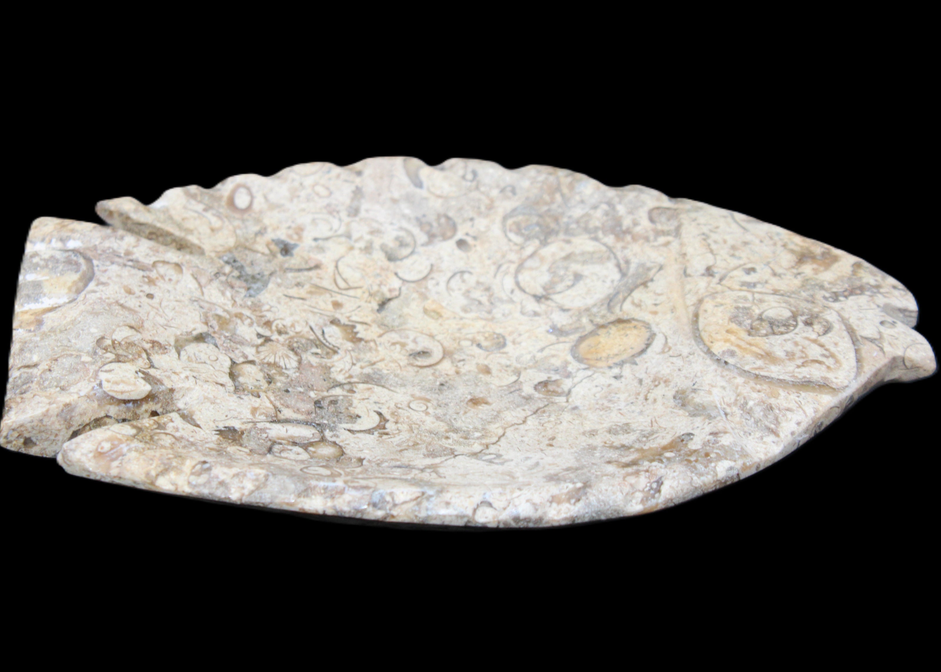 Fossil Stone hand-carved Fish platter 147*103*20mm 395g in sunlight - Rocks and Things Store