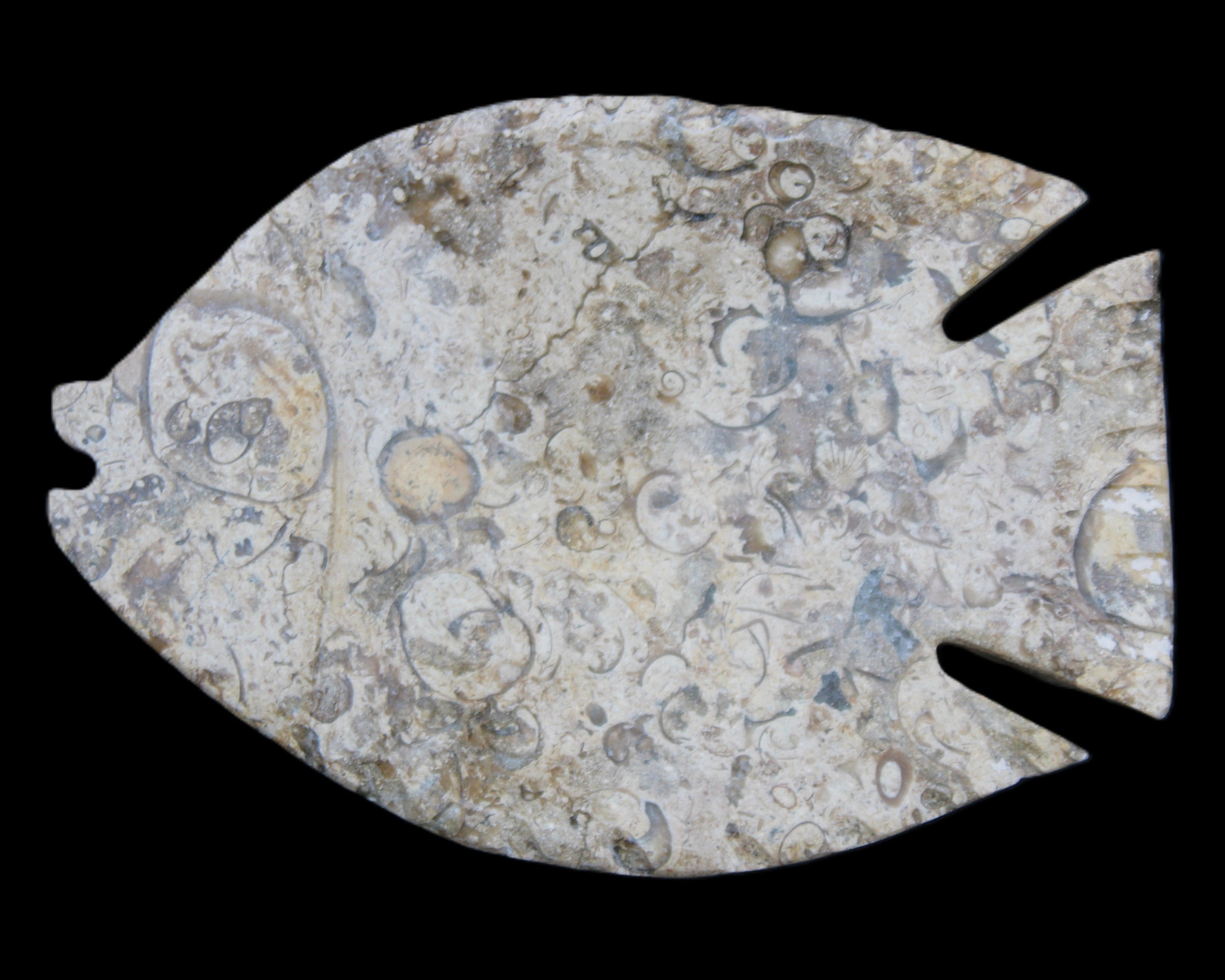 Fossil Stone hand-carved Fish platter 147*103*20mm 395g in sunlight - Rocks and Things Store