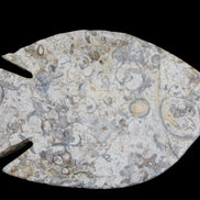 Fossil Stone hand-carved Fish platter 147*103*20mm 395g in sunlight - Rocks and Things Store
