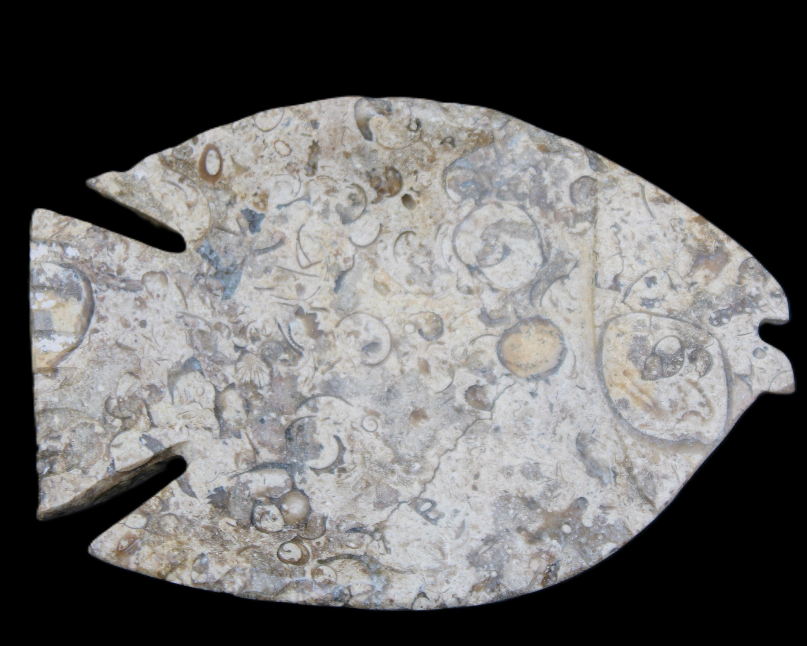 Fossil Stone hand-carved Fish platter 147*103*20mm 395g in sunlight - Rocks and Things Store