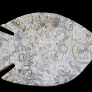 Fossil Stone hand-carved Fish platter 147*103*20mm 395g in sunlight - Rocks and Things Store