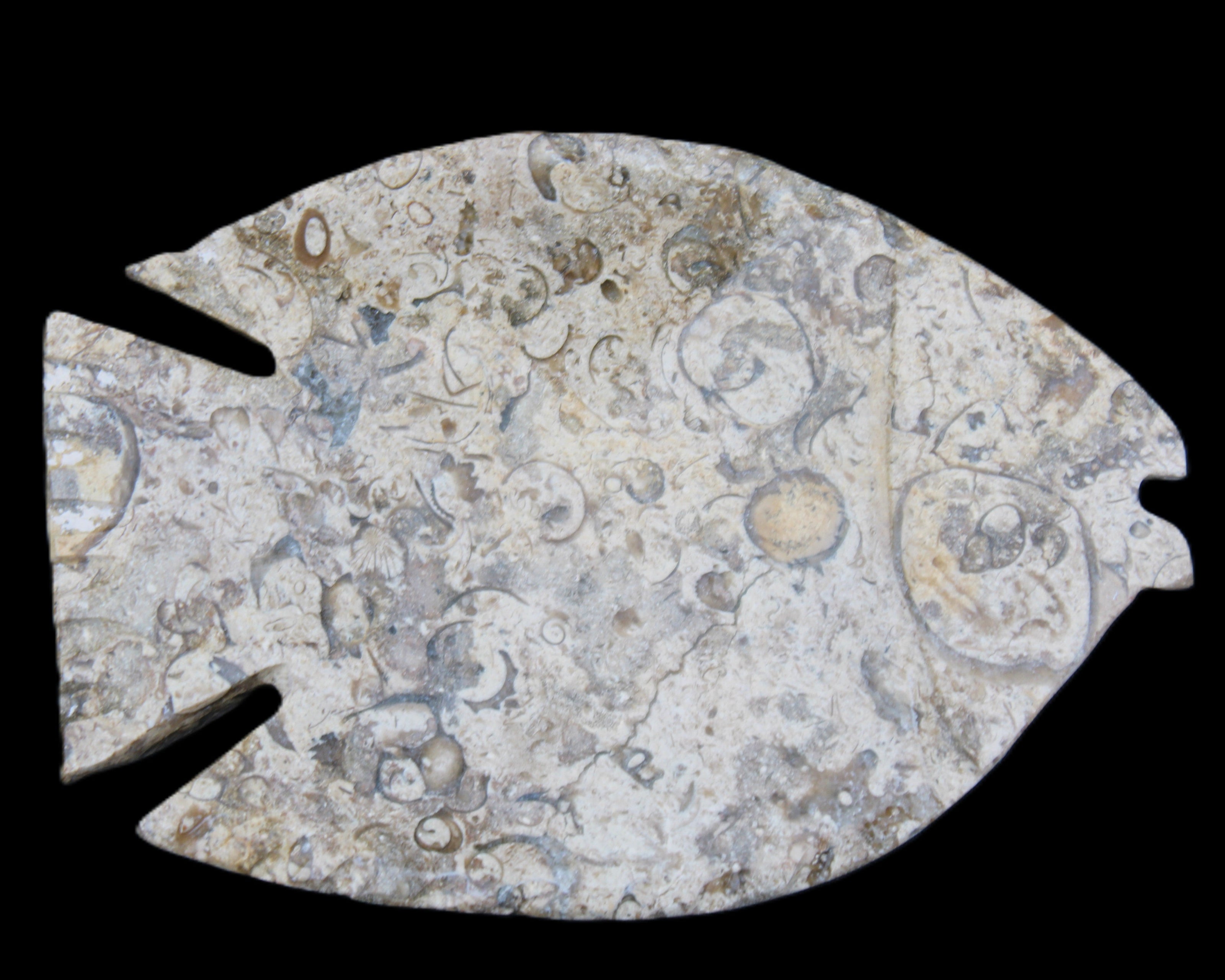 Fossil Stone hand-carved Fish platter 147*103*20mm 395g in sunlight - Rocks and Things Store