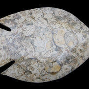 Fossil Stone hand-carved Fish platter 147*103*20mm 395g in sunlight - Rocks and Things Store