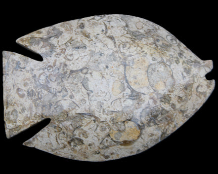 Fossil Stone hand-carved Fish platter 147*103*20mm 395g in sunlight - Rocks and Things Store