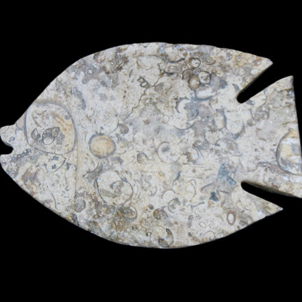 Fossil Stone hand-carved Fish platter 147*103*20mm 395g in sunlight - Rocks and Things Store