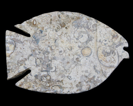 Fossil Stone hand-carved Fish platter 147*103*20mm 395g in sunlight - Rocks and Things Store