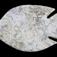 Fossil Stone hand-carved Fish platter 147*103*20mm 395g in sunlight - Rocks and Things Store