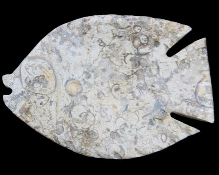 Fossil Stone hand-carved Fish platter 147*103*20mm 395g in sunlight - Rocks and Things Store