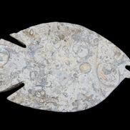 Fossil Stone hand-carved Fish platter 147*103*20mm 395g in sunlight - Rocks and Things Store