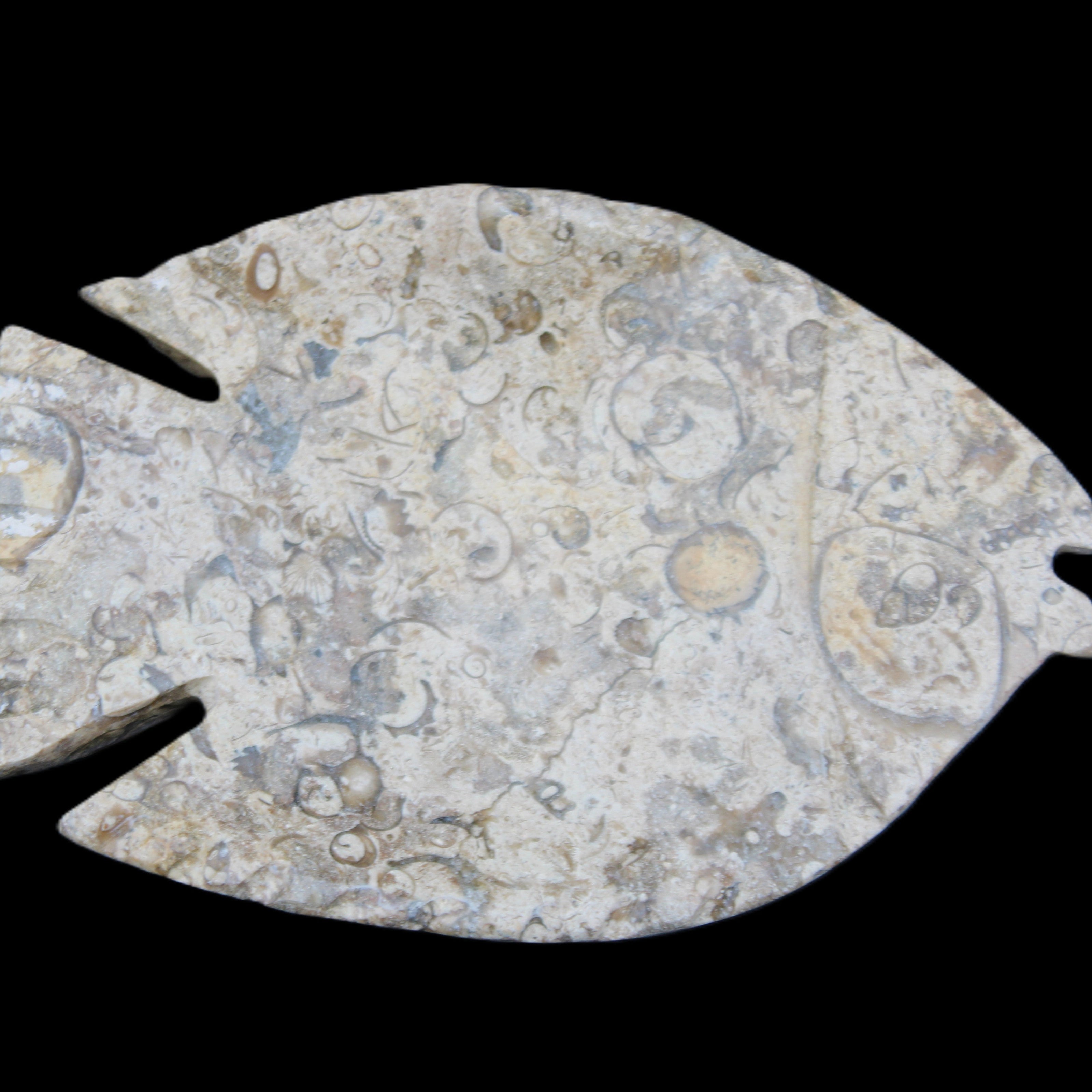 Fossil Stone hand-carved Fish platter 147*103*20mm 395g in sunlight - Rocks and Things Store