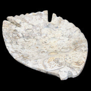 Fossil Stone hand-carved Fish platter 147*103*20mm 395g in sunlight - Rocks and Things Store