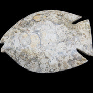 Fossil Stone hand-carved Fish platter 147*103*20mm 395g in sunlight - Rocks and Things Store