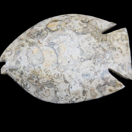 Fossil Stone hand-carved Fish platter 147*103*20mm 395g in sunlight - Rocks and Things Store