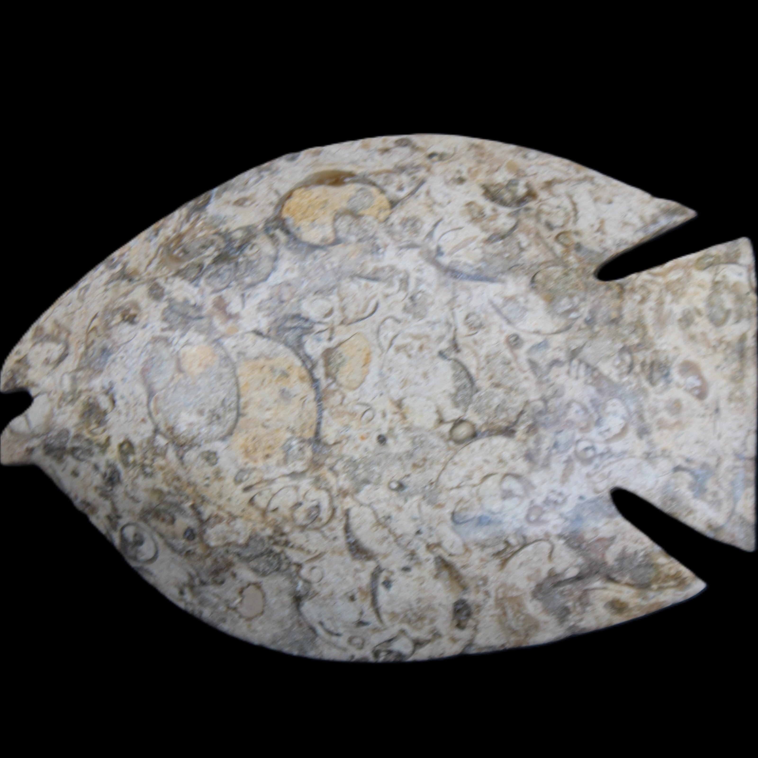 Fossil Stone hand-carved Fish platter 147*103*20mm 395g in sunlight - Rocks and Things Store