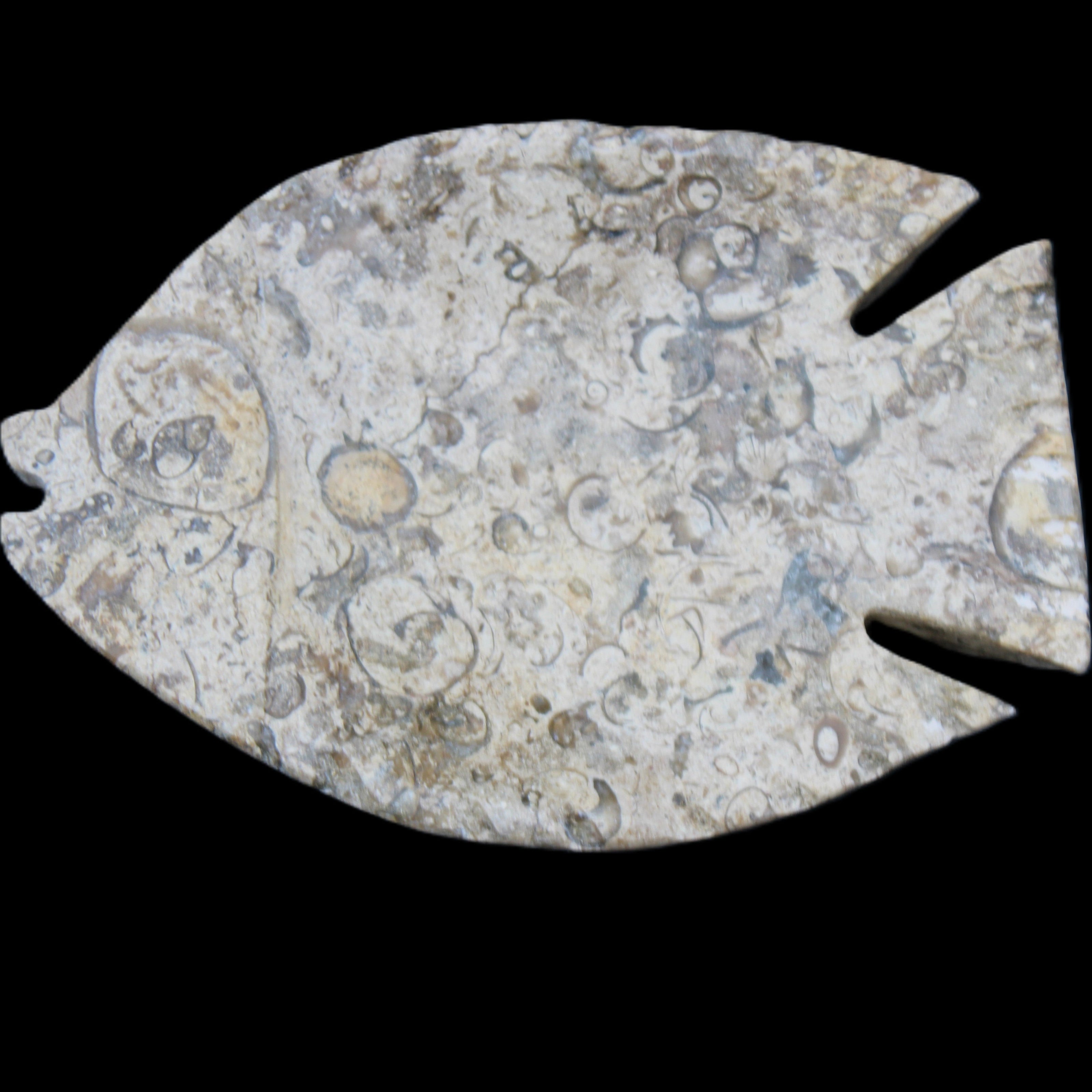 Fossil Stone hand-carved Fish platter 147*103*20mm 395g in sunlight - Rocks and Things Store