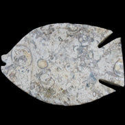 Fossil Stone hand-carved Fish platter 147*103*20mm 395g in sunlight - Rocks and Things Store