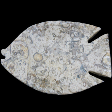 Fossil Stone hand-carved Fish platter 147*103*20mm 395g in sunlight - Rocks and Things Store