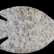 Fossil Stone hand-carved Fish platter 146*105*16mm 396g in sunlight - Rocks and Things Store