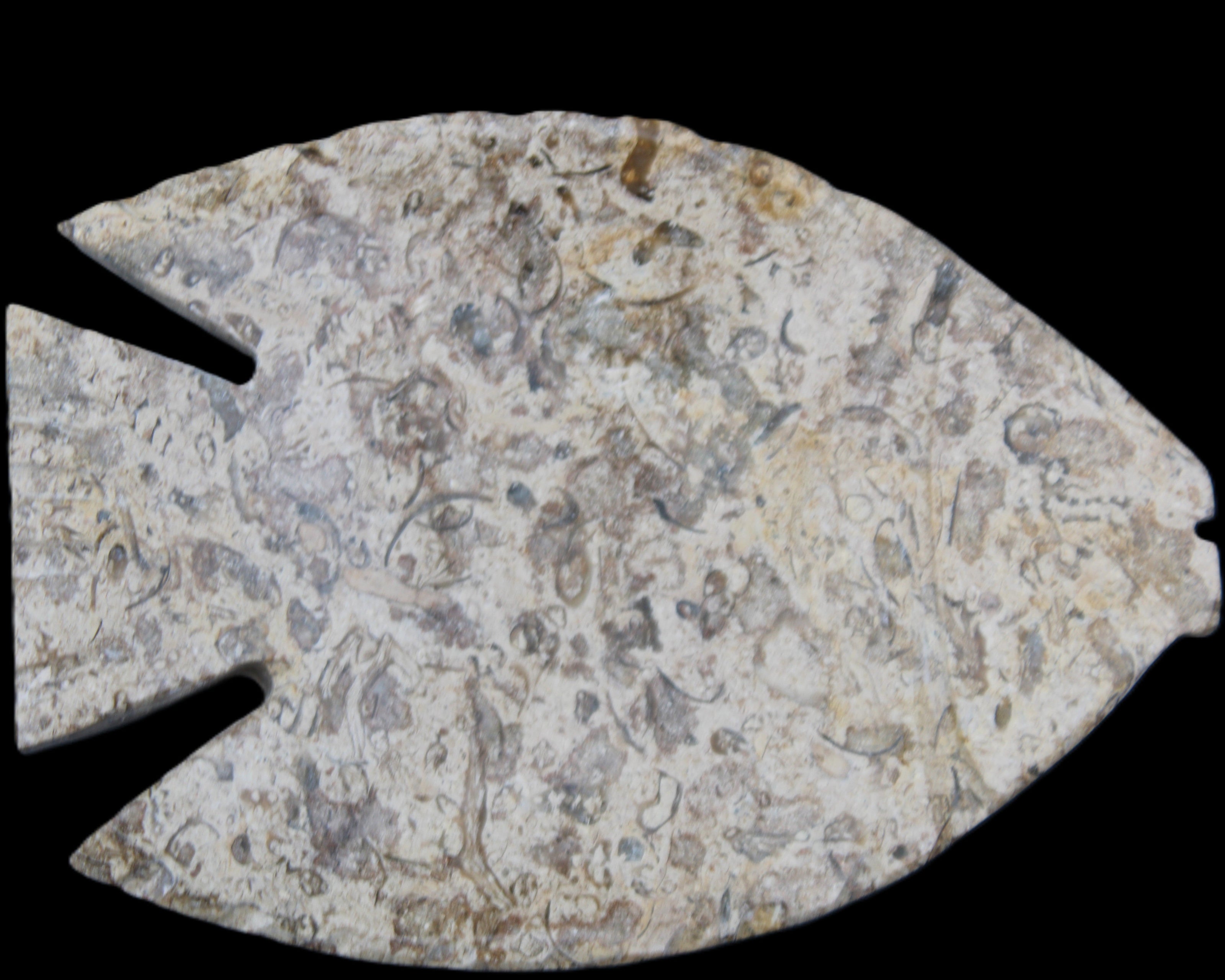Fossil Stone hand-carved Fish platter 146*105*16mm 396g in sunlight - Rocks and Things Store