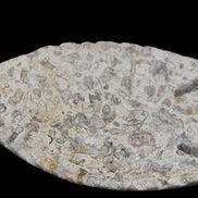 Fossil Stone hand-carved Fish platter 146*105*16mm 396g in sunlight - Rocks and Things Store