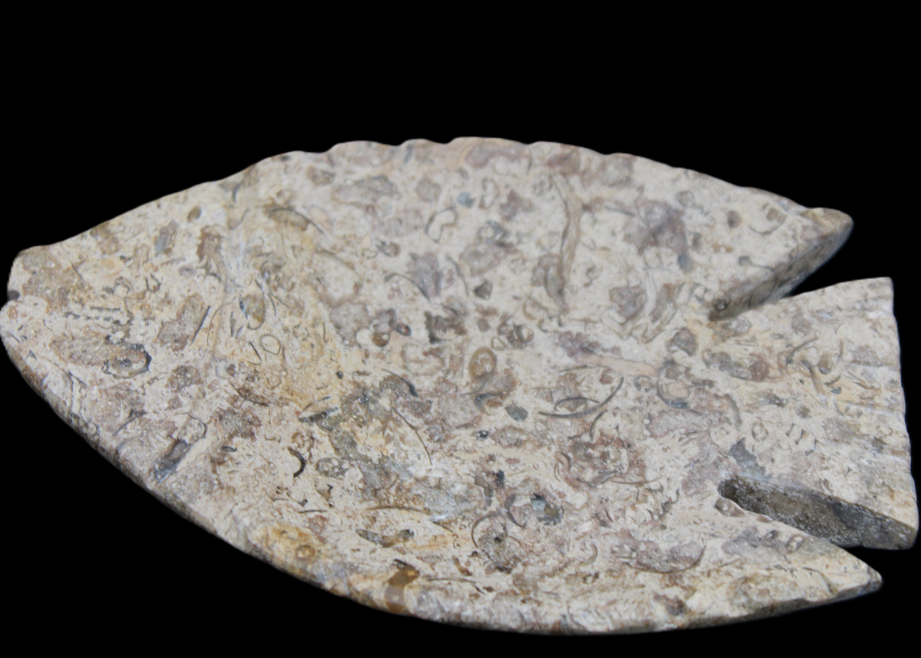 Fossil Stone hand-carved Fish platter 146*105*16mm 396g in sunlight - Rocks and Things Store
