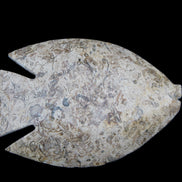 Fossil Stone hand-carved Fish platter 146*105*16mm 396g in sunlight - Rocks and Things Store