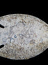 Fossil Stone hand-carved Fish platter 146*105*16mm 396g in sunlight - Rocks and Things Store