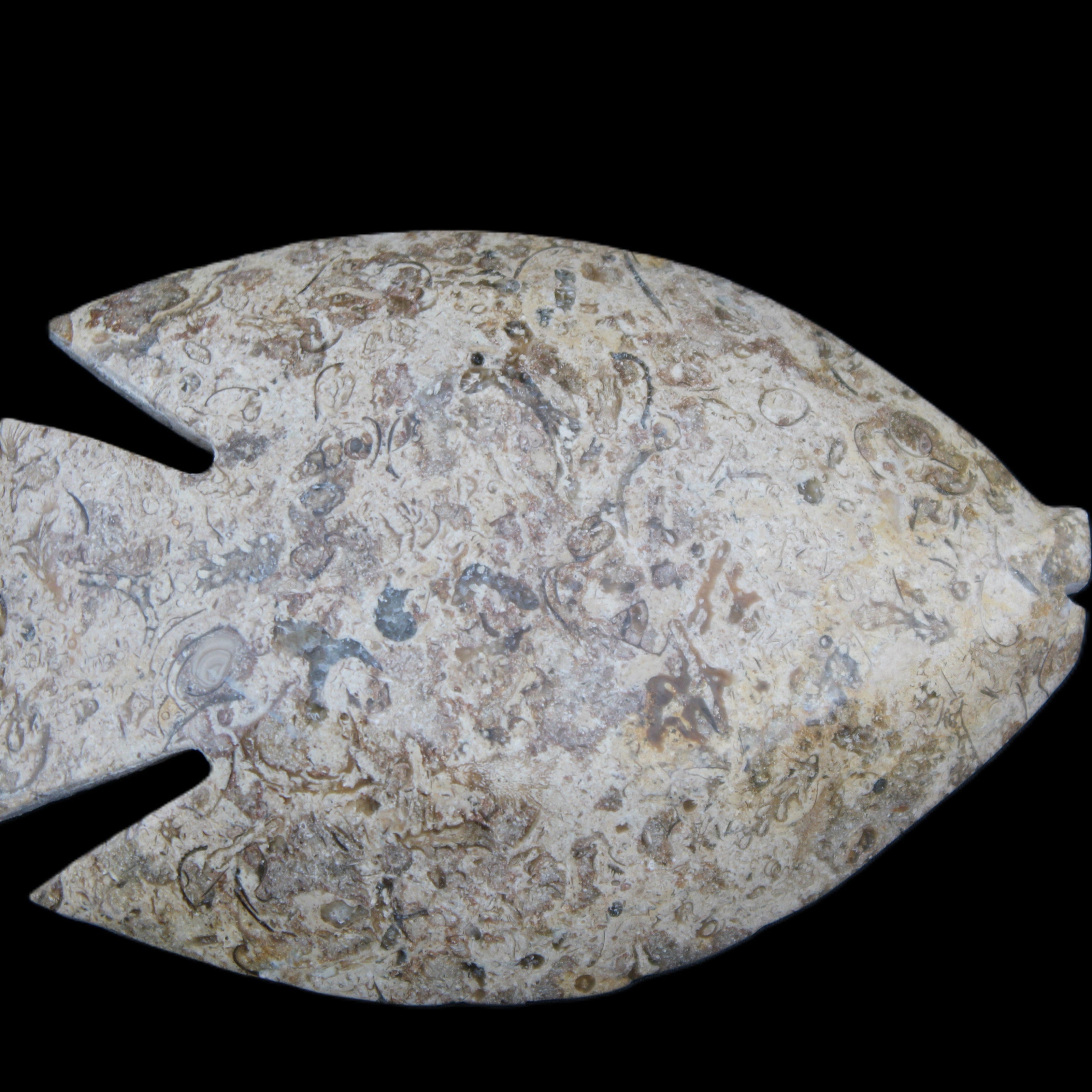 Fossil Stone hand-carved Fish platter 146*105*16mm 396g in sunlight - Rocks and Things Store