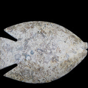 Fossil Stone hand-carved Fish platter 146*105*16mm 396g in sunlight - Rocks and Things Store