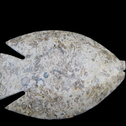 Fossil Stone hand-carved Fish platter 146*105*16mm 396g in sunlight - Rocks and Things Store