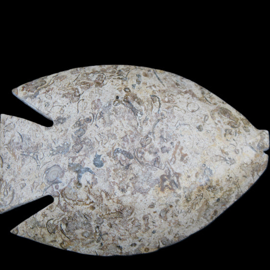 Fossil Stone hand-carved Fish platter 146*105*16mm 396g in sunlight - Rocks and Things Store