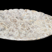 Fossil Stone hand-carved Fish platter 146*105*16mm 396g in sunlight - Rocks and Things Store