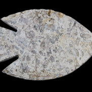 Fossil Stone hand-carved Fish platter 146*105*16mm 396g in sunlight - Rocks and Things Store