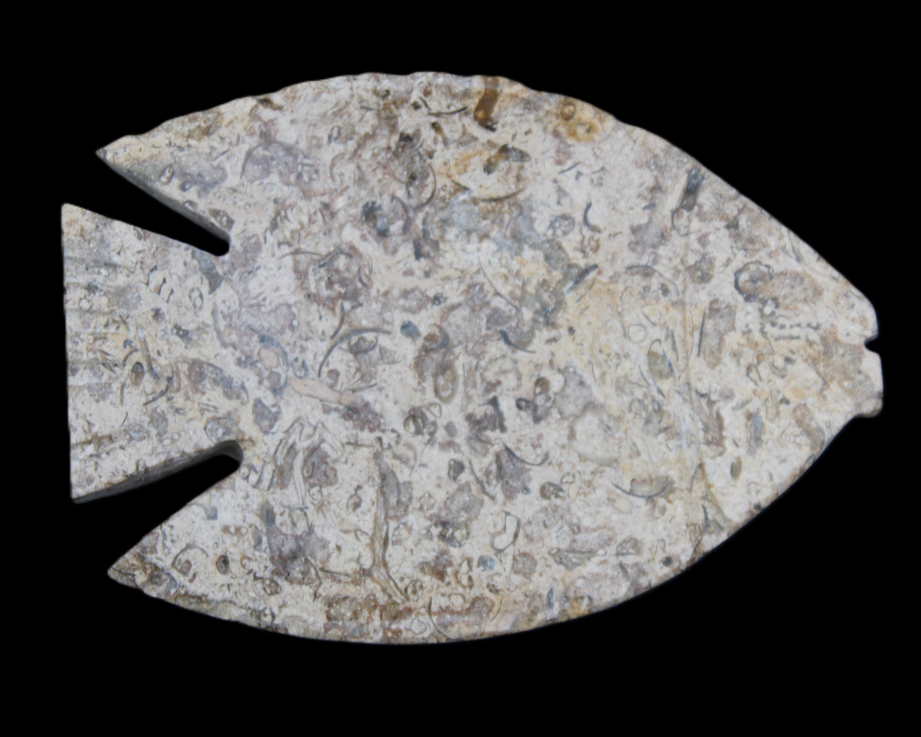 Fossil Stone hand-carved Fish platter 146*105*16mm 396g in sunlight - Rocks and Things Store